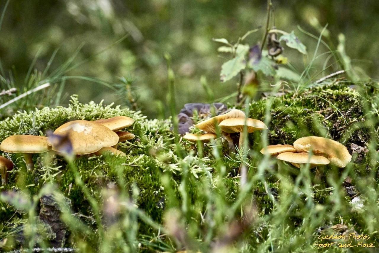 Отель La Ferme Du Soyeuru Спа Экстерьер фото
